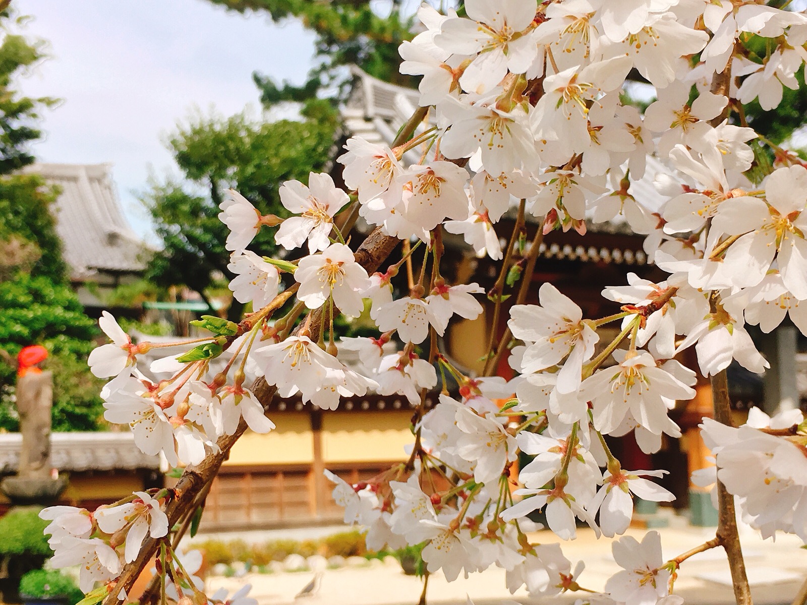 お花見で役立つ 桜を上手に撮るコツとおしゃれに写るカメラアプリ Apptopi