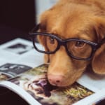 インスタで人気の犬のハッシュタグ♡コピペして使える韓国語&英語のハッシュタグも紹介