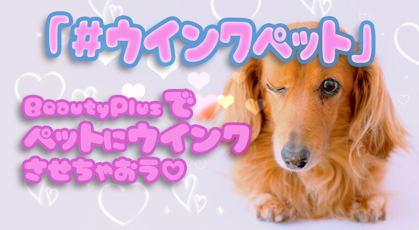 【BeautyPlus】かわいい♡犬や猫などペットの写真をウインク加工してみよう♡「#ウインクペット」