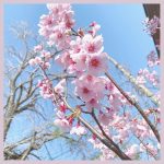 Twitterで桜ハッシュタグを付けると限定絵文字が！みんなで「#エア花見」しよう♡